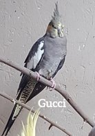 Gucci Normalgrå född 2015 efter Helmer och Elwira. Död 2020